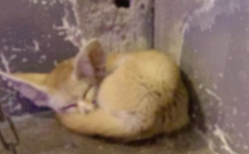 《乌鸦和狐狸》教学反思15篇