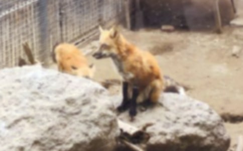 《了不起的狐狸爸爸》观后感