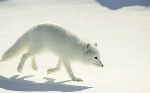 《狐狸和乌鸦》教学反思精选15篇