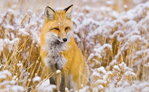 《狐狸和乌鸦》教学反思