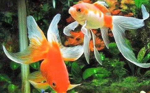 小班美术优质课教案及教学反思《游来游去的小金鱼》