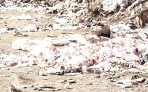 捡垃圾活动总结(汇编15篇)