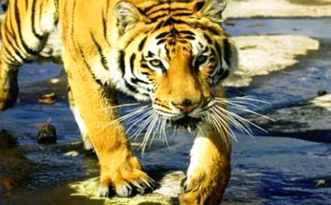 老虎磨牙教学反思6篇