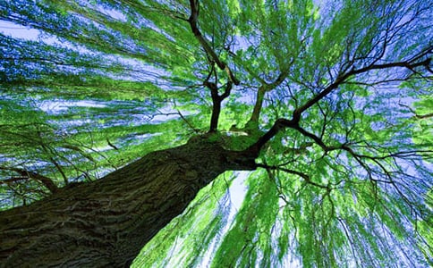 小柳树和小枣树教学反思