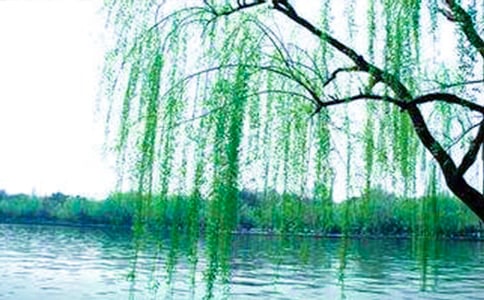 《柳树醒了》教学反思(15篇)