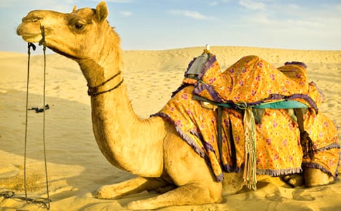 找骆驼教学反思