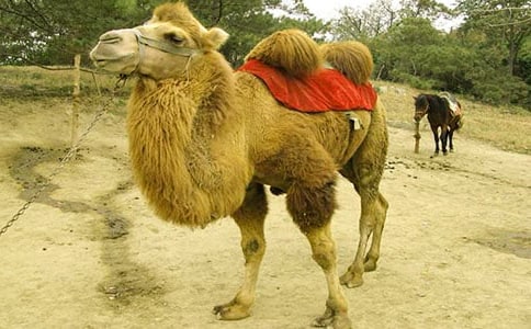 《找骆驼》教学反思集合15篇