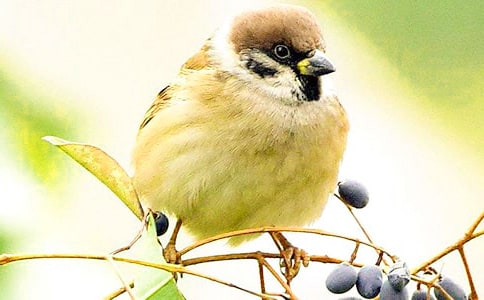 《麻雀》教学反思范例(15篇)