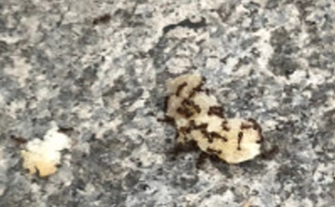 中班蚂蚁搬豆反思