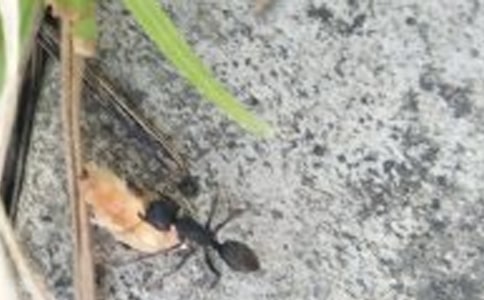 蚂蚁和蝈蝈教学反思