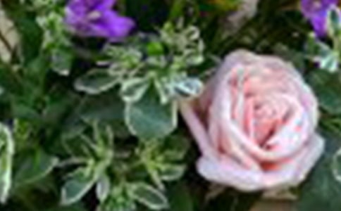 《小鹿的玫瑰花》教学反思(15篇)