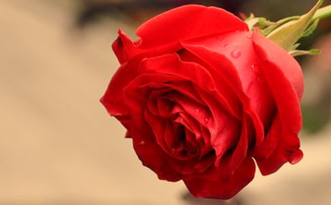 玫瑰书香主题阅读活动总结(通用5篇)