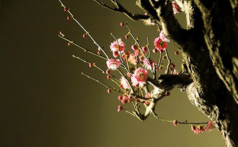 《梅花魂》教学反思精选15篇