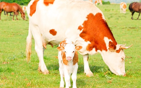 2022年重庆市奶牛草料订购合同