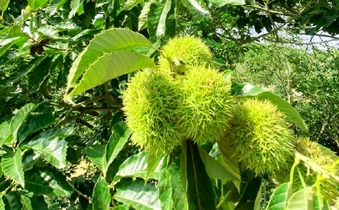 农家乐活动总结