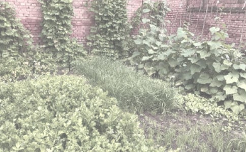 农作物种子预约生产合同