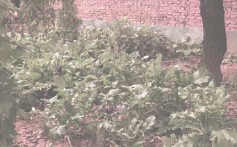 农作物收购合同