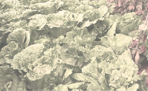 农作物防汛抗旱工作方案范文(通用15篇)