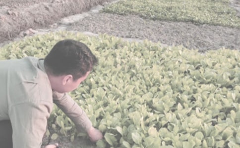 【精选】农作物种合同四篇