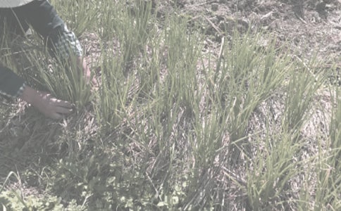 农作物买卖合同