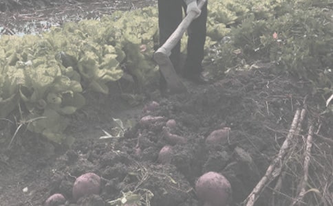 农作物种子繁殖制种收购合同