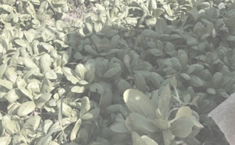 农作物种子代加工合同简洁版样书