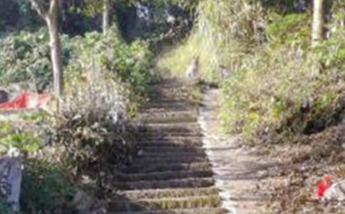 四年级爬山虎的脚 教学反思