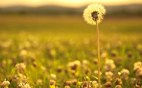 《蒲公英》教学反思(集锦15篇)