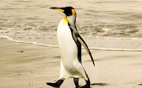 可爱的企鹅教学反思实用