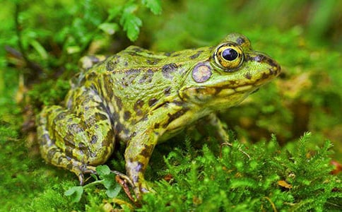 《小青蛙找家》教学反思