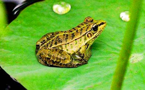 《青蛙写诗》教学反思(汇编15篇)