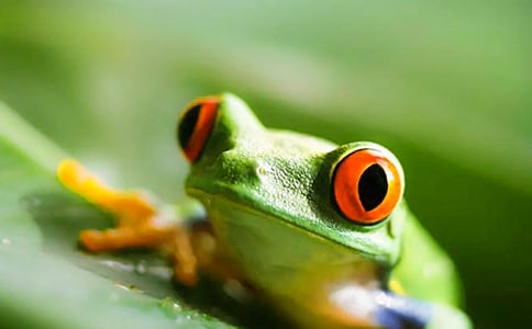 小青蛙找家教学反思