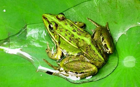 《青蛙写诗》教学反思(15篇)