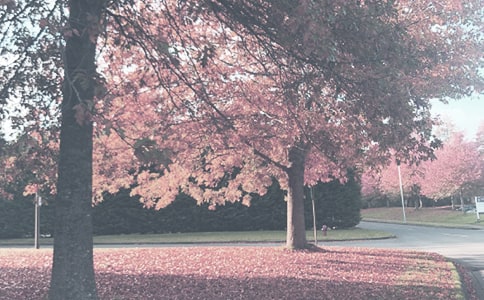 2021秋季小学活动总结(通用6篇)