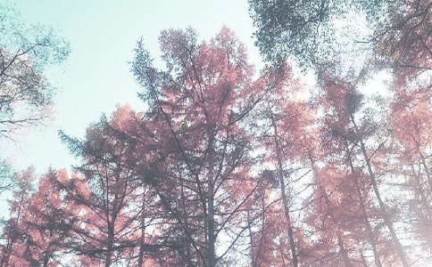 秋季造林自查验收工作总结