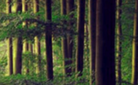 森林防火宣传活动总结(通用5篇)