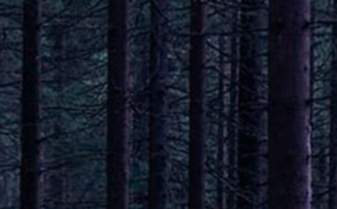 森林防火宣传工作总结