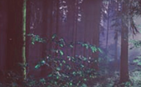 小学开展森林防火活动总结范文(精选5篇)