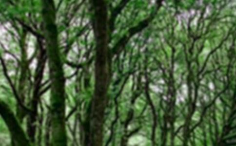 【精选】森林防火工作方案8篇