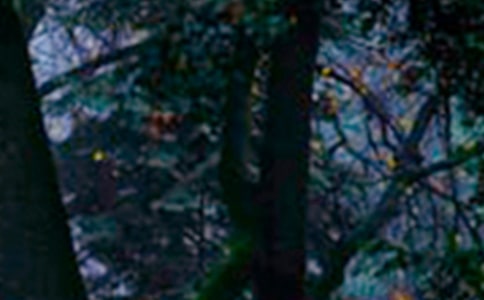 小学生森林防火活动总结范文(精选5篇)