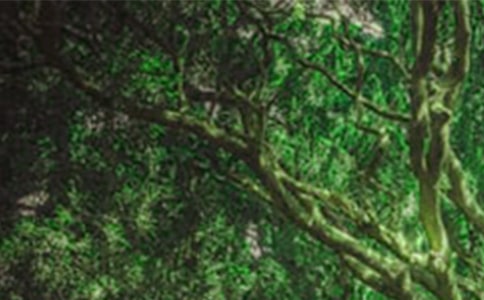 森林防火工作总结14篇