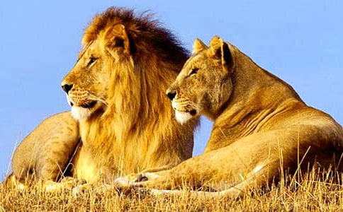 狮子和鹿教学反思(15篇)