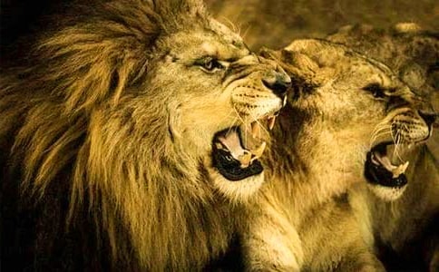 狮子和鹿教学反思(通用15篇)