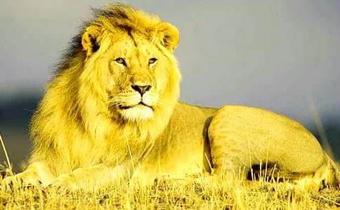 《狮子和鹿》教学反思