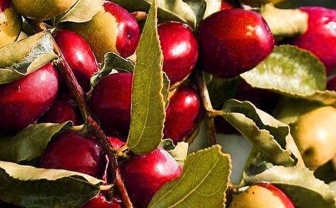 水果采购合同模板