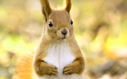 松鼠和松果教学反思15篇