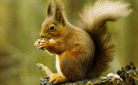 【推荐】《松鼠》教学反思