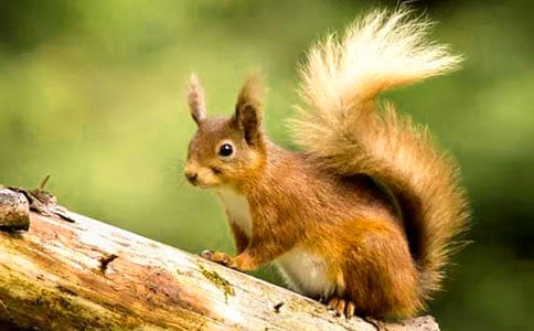 跑进家来的松鼠教学反思