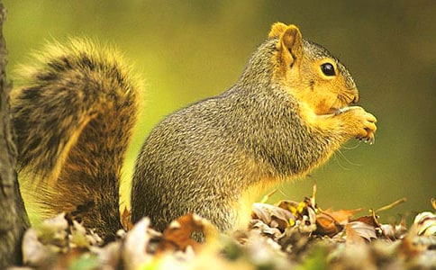 《松鼠和松果》教学反思