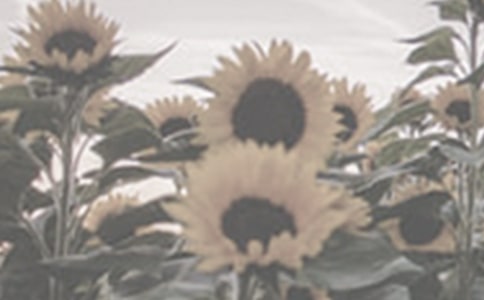 《种一片太阳花》教学反思